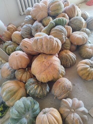 насос помпа для аквариума: Тыквы мускатные/крупноплодные, урожай. Разнообразные формы: ребристые — 2