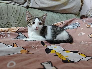 манчкин котенок: 3 месяца, Девочка, Приучена к лотку, Проглистована, С прививками — 8