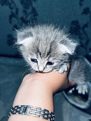 кошка белый: Котята, помет короткошёрстных серых и тигровых окрасов. Описание — 4