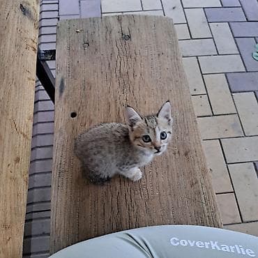 Мышыктар: Котёнок тигрового окраса - Полосатый короткошёрстный котёнок с — 1
