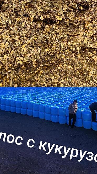 силос в токмаке: Силос . очень хорошем качестве с кукурузой. с погрузкой в любом — 1