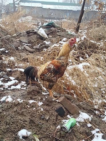 куры феникс: Продаю | Петух | Для разведения — 2