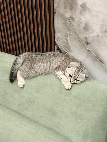 cat sofa: Шотландский вислоухий котёнок (Scottish Fold), окрас серебристый — 2