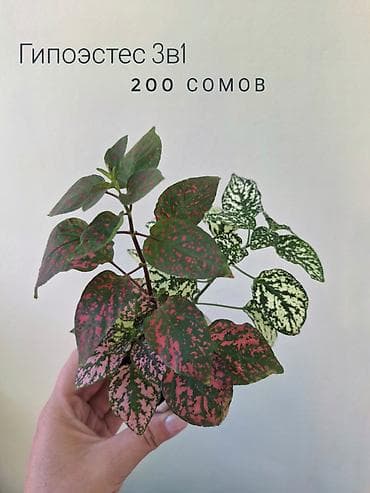 осень весна: 🌿 Комнатные цветы (укоренённые черенки/молодые растения). 🌸 Названия — 8