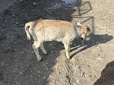 Ветеринар кызматы: Сатам | Музоо — 10