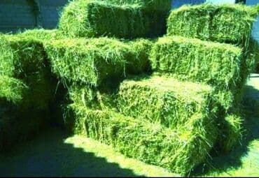 Тоо чоп 350 сом горное сено