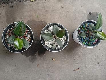 фикус декоративный: Фикус эластика (Ficus elastica) в декоративных кашпо - Комнатные — 2