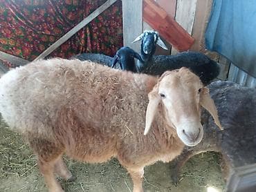 17565 r15: Продаю | Ягненок | Для разведения — 1