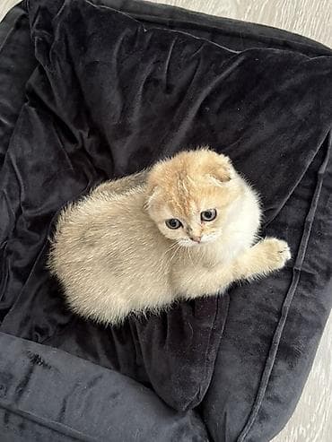 Продажа кошек: Скотиш Страйт (Шотландская прямоухая), 6 месяцев, Мальчик, Золотая шиншилла, Приучена к лотку, Проглистована — 4