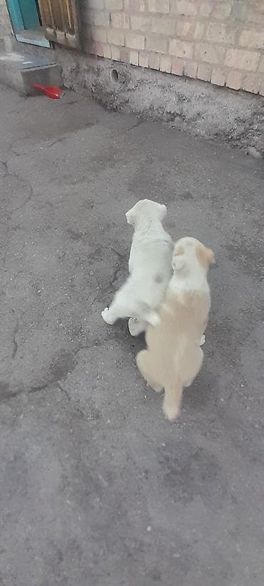 собаки малинуа: Алабай, 2 месяца, Самка, С прививкой — 5