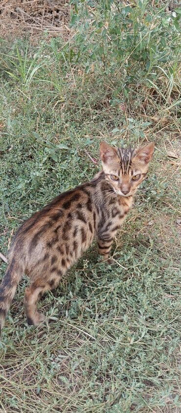 котята норвежской лесной кошки: Бенгальская, 6 месяцев, Девочка, Рыжий — 3