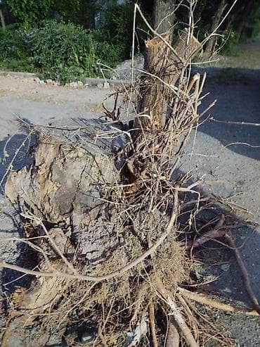 отдам просто так: Тонгоч/пень от дерева тутовника, сухая отлично для розжига отдаю — 1