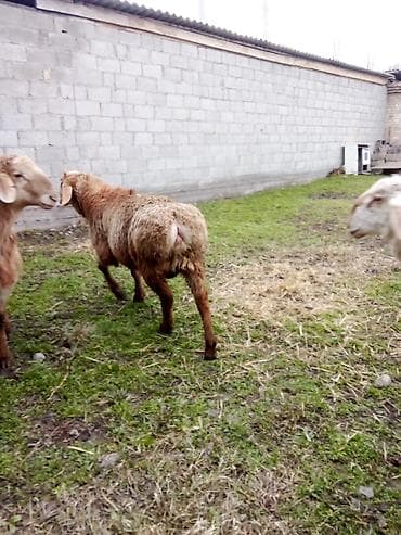 тазы собака: Сатам | Кочкор (эркек) | Көбөйтүү үчүн — 6