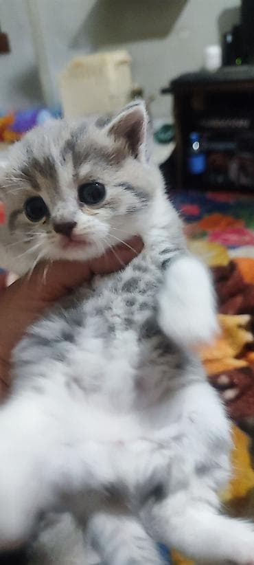 Находка и пропажа кошек: Продается замечательная девочка породы Британка,серо голубого окраса — 3