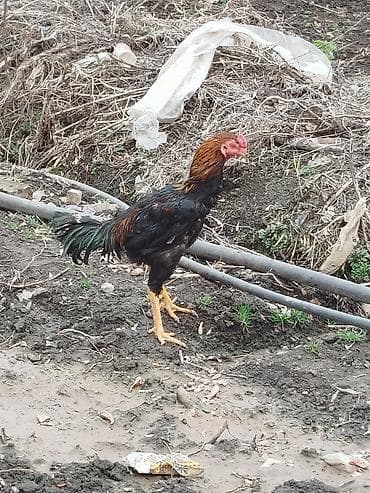 петушок рыба: Продаю | Петух | Бойцовая | Для боев — 3