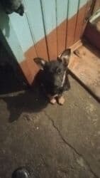 акустические системы celsus sound колонка в виде собак: Продажа собак — 2