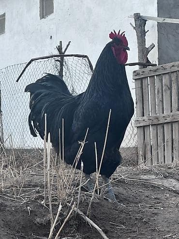 Продаю | Петух | Для разведения