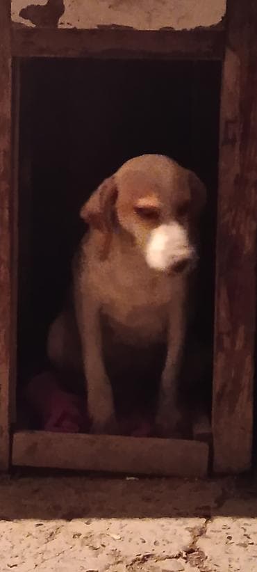 Вязка собак: Пойнтер, 8 месяцев, Самка, С родословной — 5