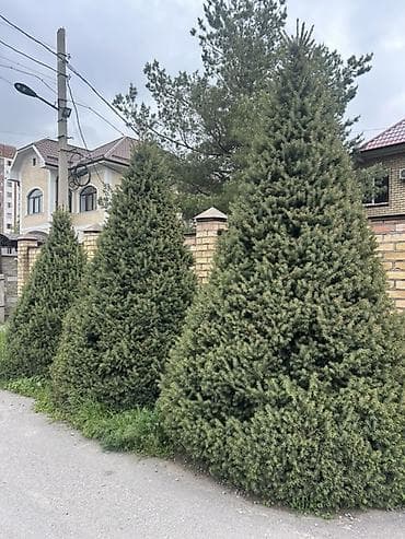 Ели декоративные, взрослые, формованные конусы для ландшафтного