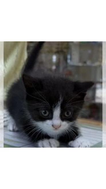 три кота: Маленький котёнок где-то 1месяц ищет дом и добрых заботливых — 1