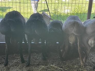 Айыл-чарба жаныбарлары: Сатам | Кочкор (эркек) | Көбөйтүү үчүн | Асыл тукумдуу — 7