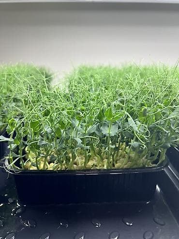 Выпечка, хлебобулочные изделия: Микрозелень в Бишкеке Горох подсолнечник, брокколи, горчица, редис — 1