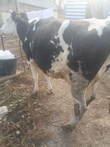 куплю домашнее животное: Продаю | Корова (самка) | Голштин | Для разведения | Привязанные — 4
