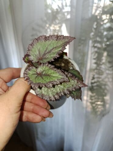 Диффенбахтар: Продаются комнатные цветы. Токмок — 17