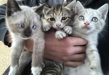 Продажа кошек: Котята домашние, окрас: - Котёнок 1: поинтовый (светлая шерсть с — 1
