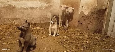 сибу ину: Щенки (смотрите фото) - Возраст: щенки, пушистые, крепкие. - Окрас — 4