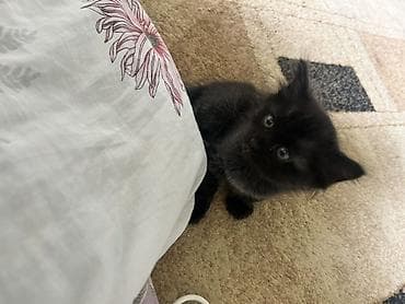 ласки: Черный котёнок, пушистый и компактный. Мягкая полудлинная шерсть — 2