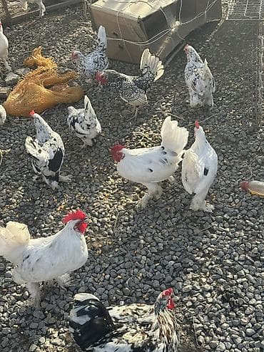 жаны асый: Сатам | Тооктор, Короздор, Инкубацияланган жумурткалар | Үй | Союуга, Көбөйтүү үчүн, Жумуртка туудуруу үчүн — 3