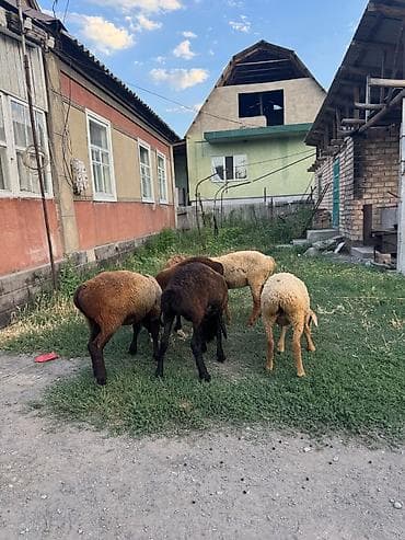 маленькая кошка: Продаю | Баран (самец) | Для разведения — 2