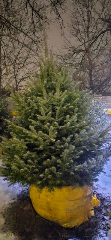 диваны бишкек табылга: Пихта,Голубые ели,Голубая ель,Сосна,Можевельник,Ёлка — 9