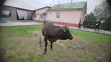 Сатам | Уй (ургаачы) | Сүт алуу үчүн | Байланган — 4