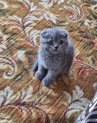 купить кошку в бишкеке: Шотландские вислоухие котята, окрас голубой (blue). - Плотная — 2
