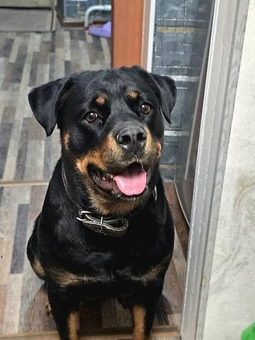 Кто желает приобрестищенков ставим броньроделись 30марта — 2