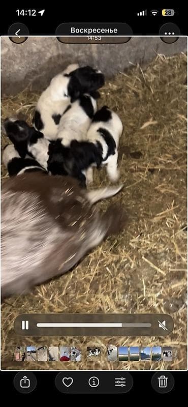 собака пидбул: Щенки охотничьих спаниелей (черно-белый окрас) - Порода: спаниель — 6