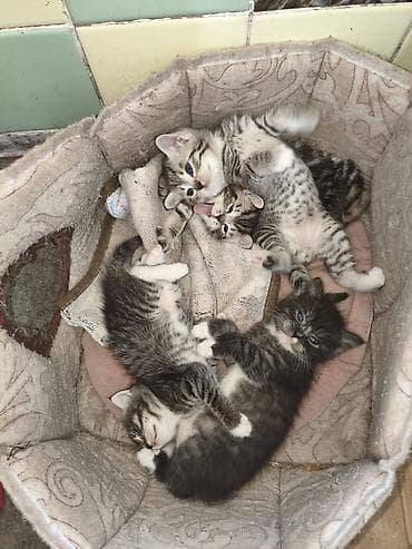 котята рыжие: Котята, помёт из 4 малышей. Родились 27 апреля - 2 девочки,и 2 — 7
