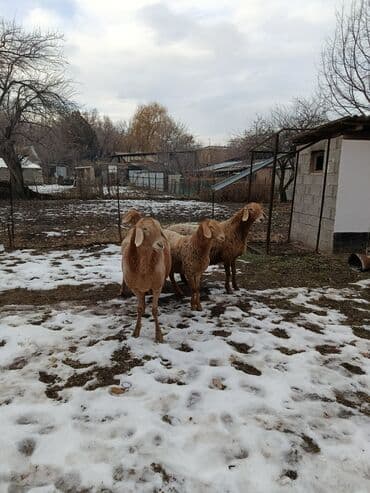 собаки авчарка: Продаю | Овца (самка) | На забой | Матка — 5