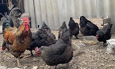 китайский куры: Продаю | Куры, Петух, Цыплята | Несушки, Для разведения — 6