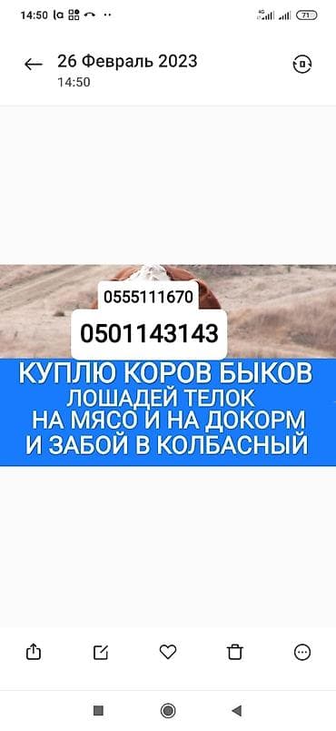 Частное лицо : Коровы, быки, Лошади, кони, Другие с/х животные, | Круглосуточно, Любое состояние, Забитый