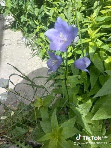 заправка газовых баллонов на дому бишкек: Рассада цветка: Хризантемы — 13