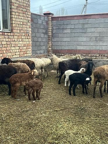 бука 1жаш: Продаю | Овца (самка) | Для разведения | Матка — 1