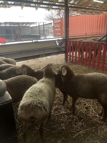 стришка барана: Продаю | Овца (самка) | Арашан | Для разведения | Ярка — 4