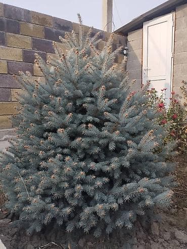 куплю голубой ель: Ель голубая (Picea pungens, форма с сизой хвоей) - Компактная, густая — 3