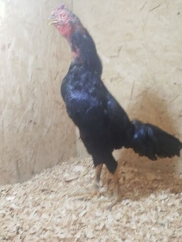 собаки рынок в бишкеке цены: Дакан тулок короз сатылат алмашу жолдору бар адрес Заря Тынчтык конушу — 6