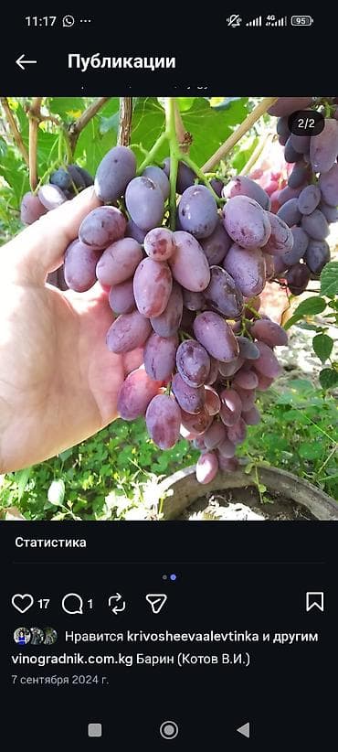 рассады малины: Продаю черенки винограда для укоренения или прививки. Столовые — 4