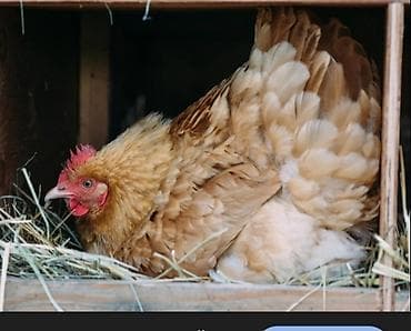 курой: Продаю | Куры | Для разведения — 2