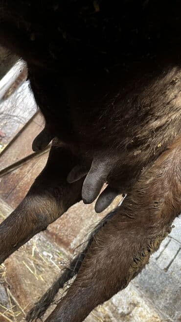 сколько стоит коза дойная купить: Продаю | Корова (самка) | Для молока | Привязанные — 5